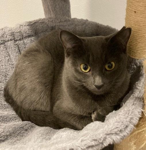 Enlarge Suzy, a ADOPTABLE Domestic Short Hair in Anjou, QC image 1/2