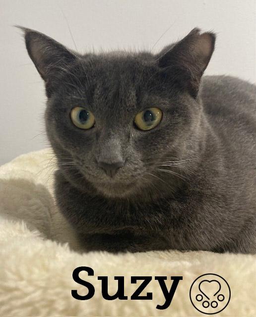 Enlarge Suzy, a ADOPTABLE Domestic Short Hair in Anjou, QC image 2/2