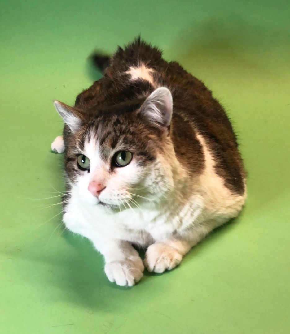 Enlarge Cody, a Adoptable Domestic Short Hair in Monroe, MI image 1/6