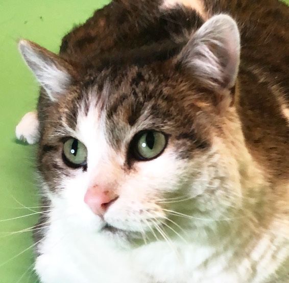 Enlarge Cody, a Adoptable Domestic Short Hair in Monroe, MI image 2/6