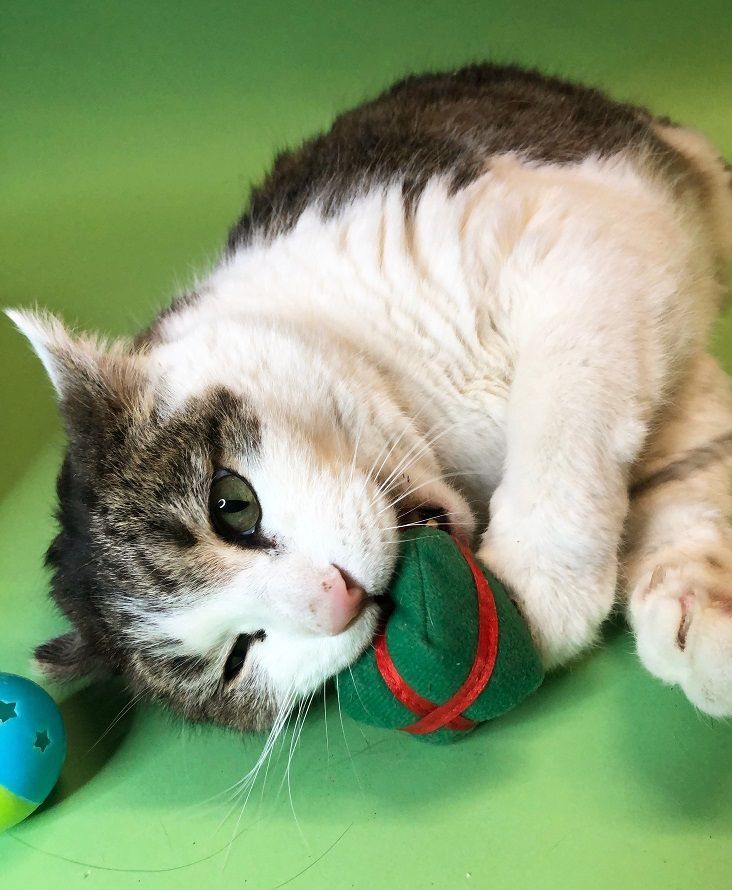 Enlarge Cody, a Adoptable Domestic Short Hair in Monroe, MI image 3/6