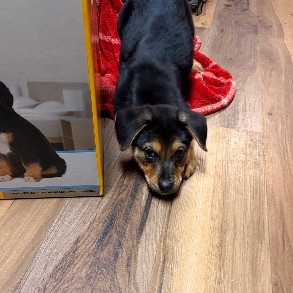 Walker, a Adoptable mixed breed in Chillicothe, IL image 1/6