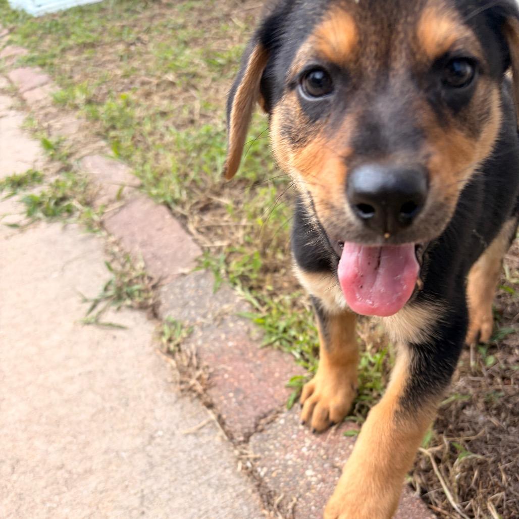 Walker, a Adoptable mixed breed in Chillicothe, IL image 2/6
