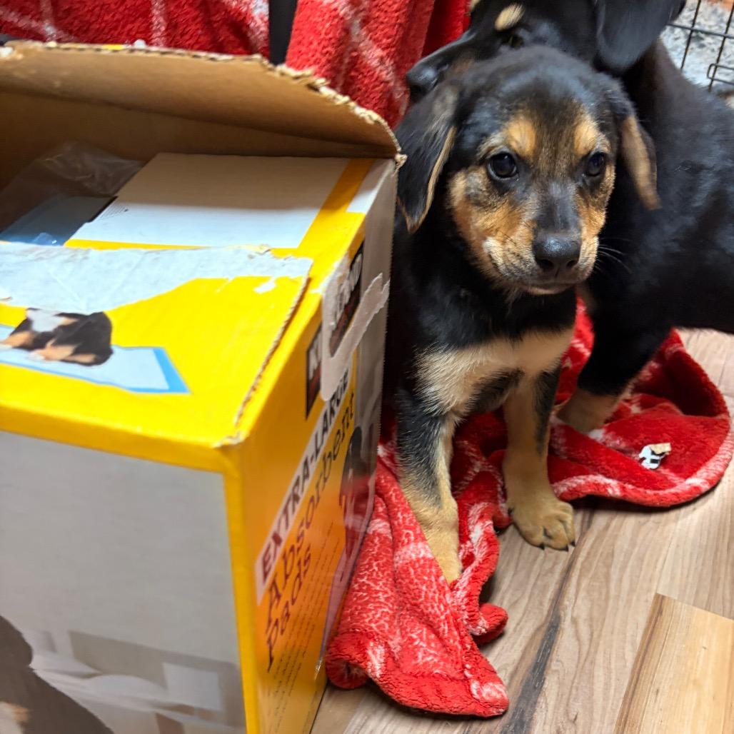 Walker, a Adoptable mixed breed in Chillicothe, IL image 3/6