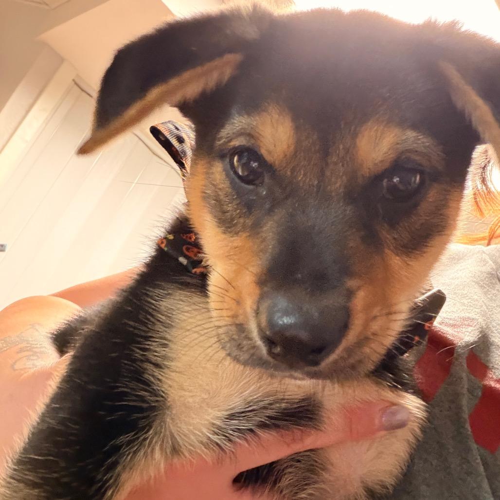 Walker, a Adoptable mixed breed in Chillicothe, IL image 4/6