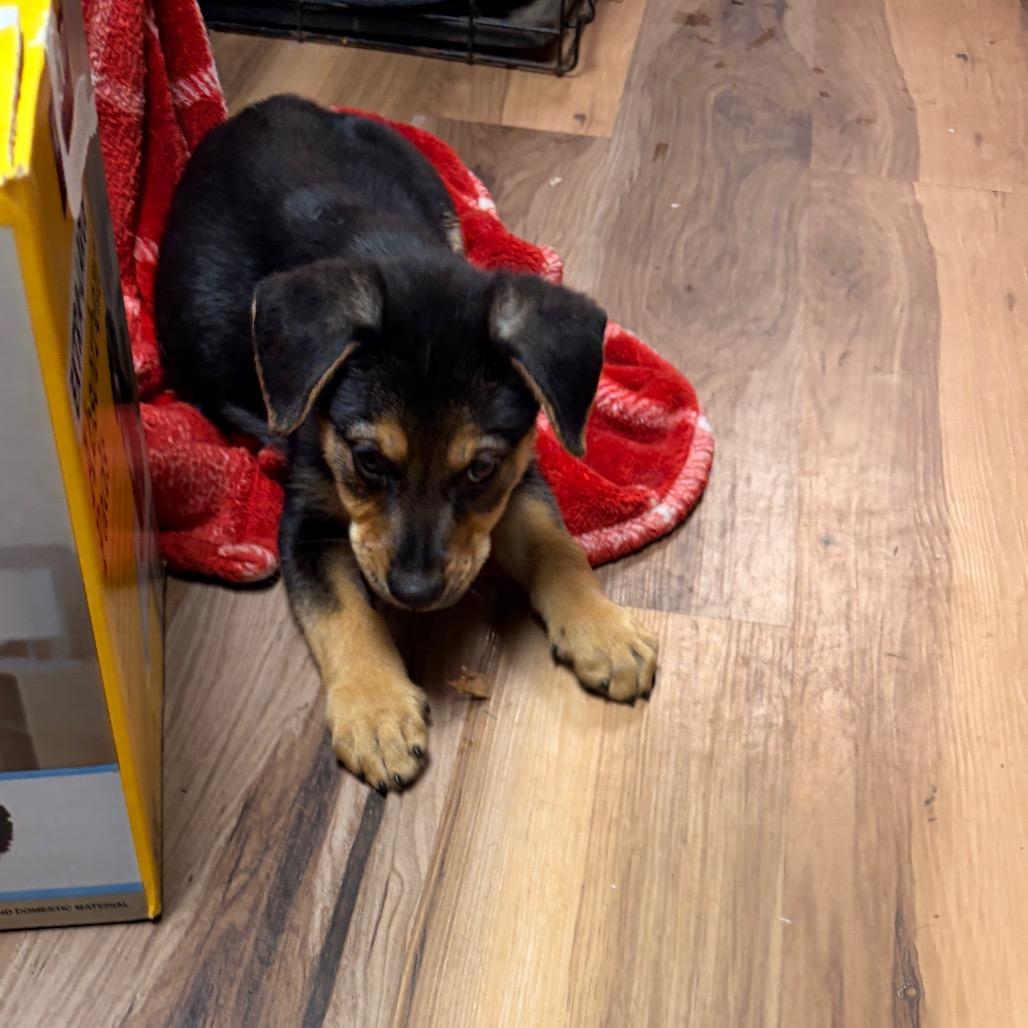 Walker, a Adoptable mixed breed in Chillicothe, IL image 5/6