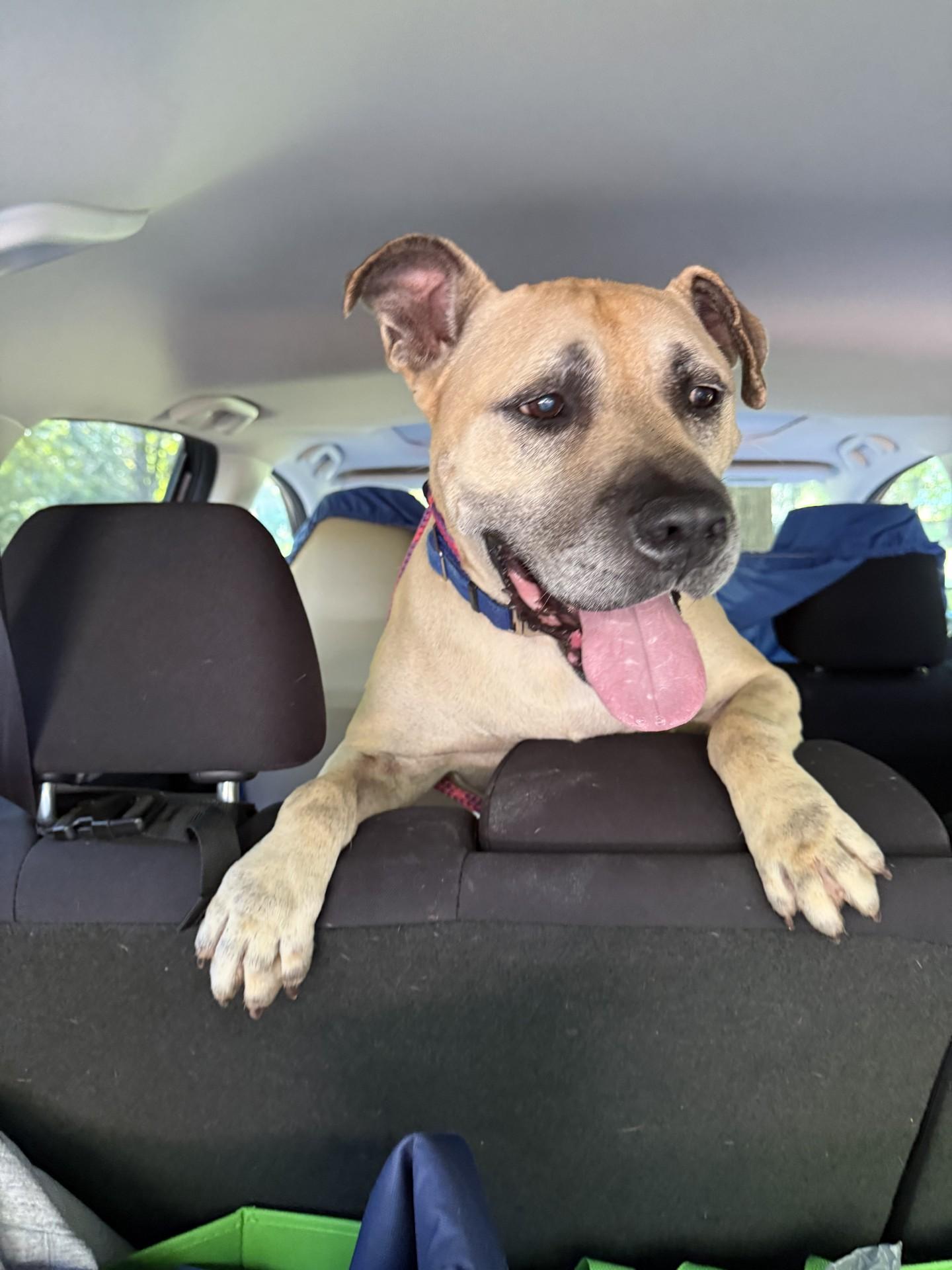 Enlarge Happy, a Adoptable mixed breed in Salisbury, NC image 2/4