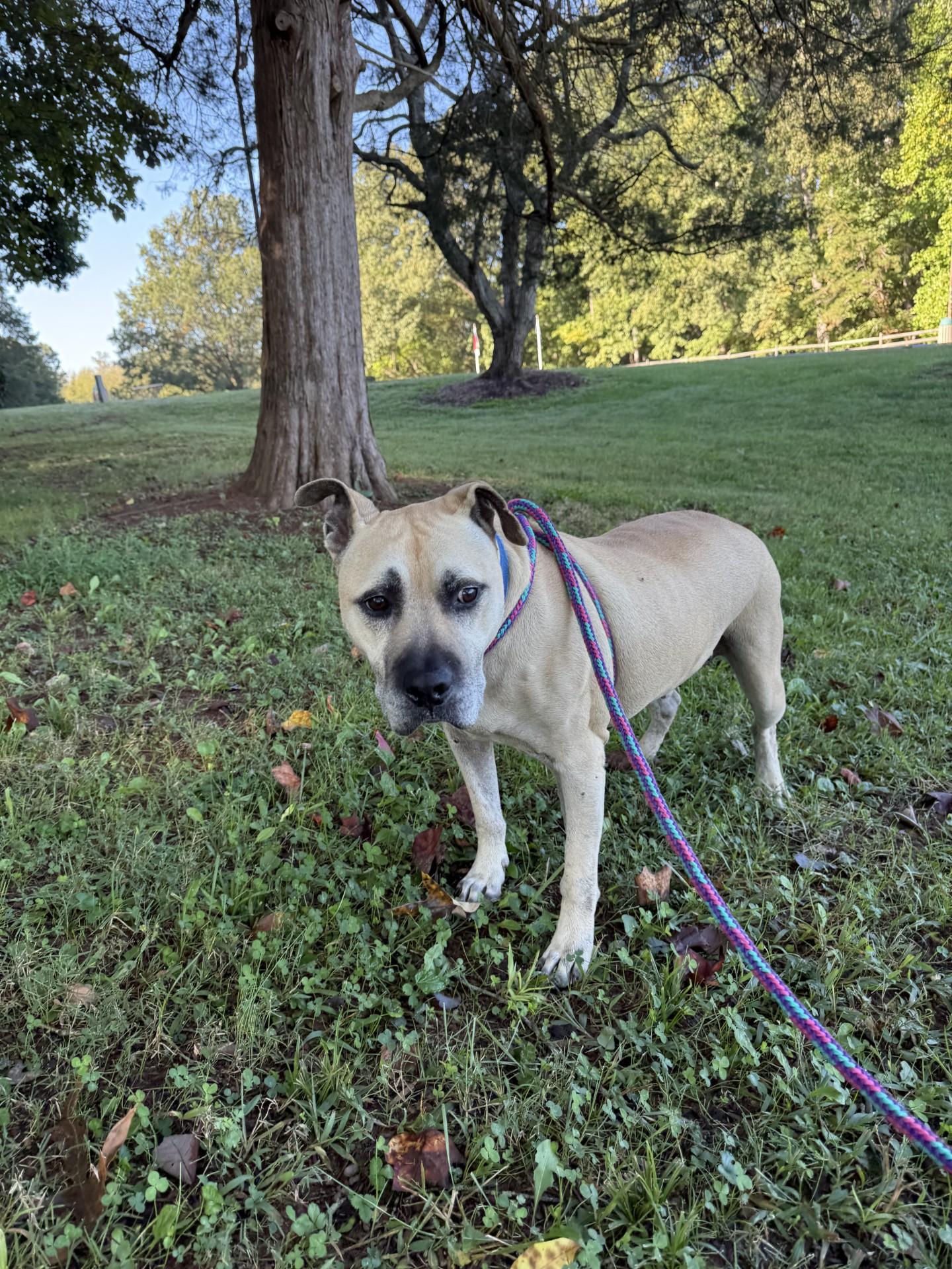 Enlarge Happy, a Adoptable mixed breed in Salisbury, NC image 3/4