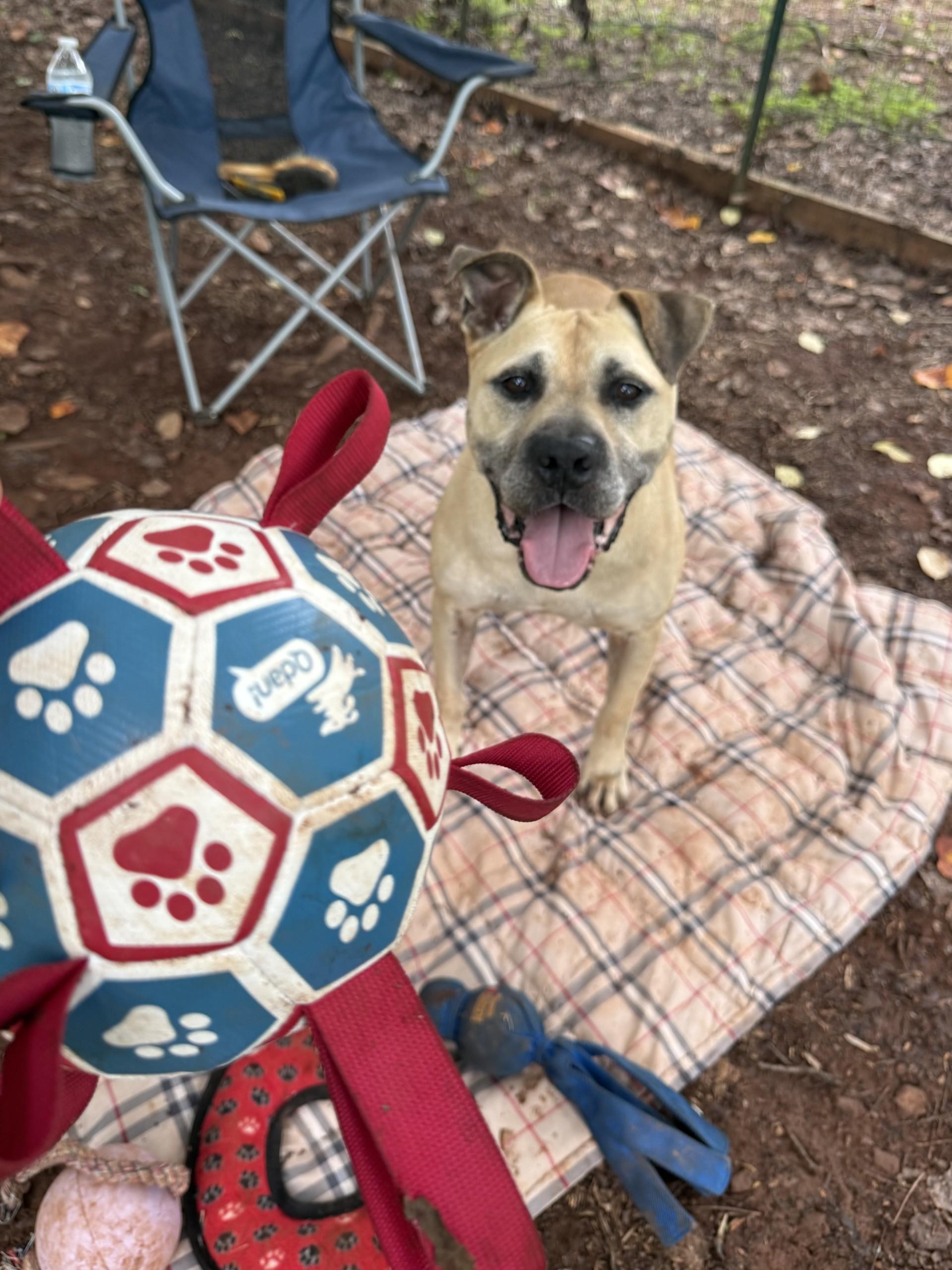 Enlarge Happy, a Adoptable mixed breed in Salisbury, NC image 4/4