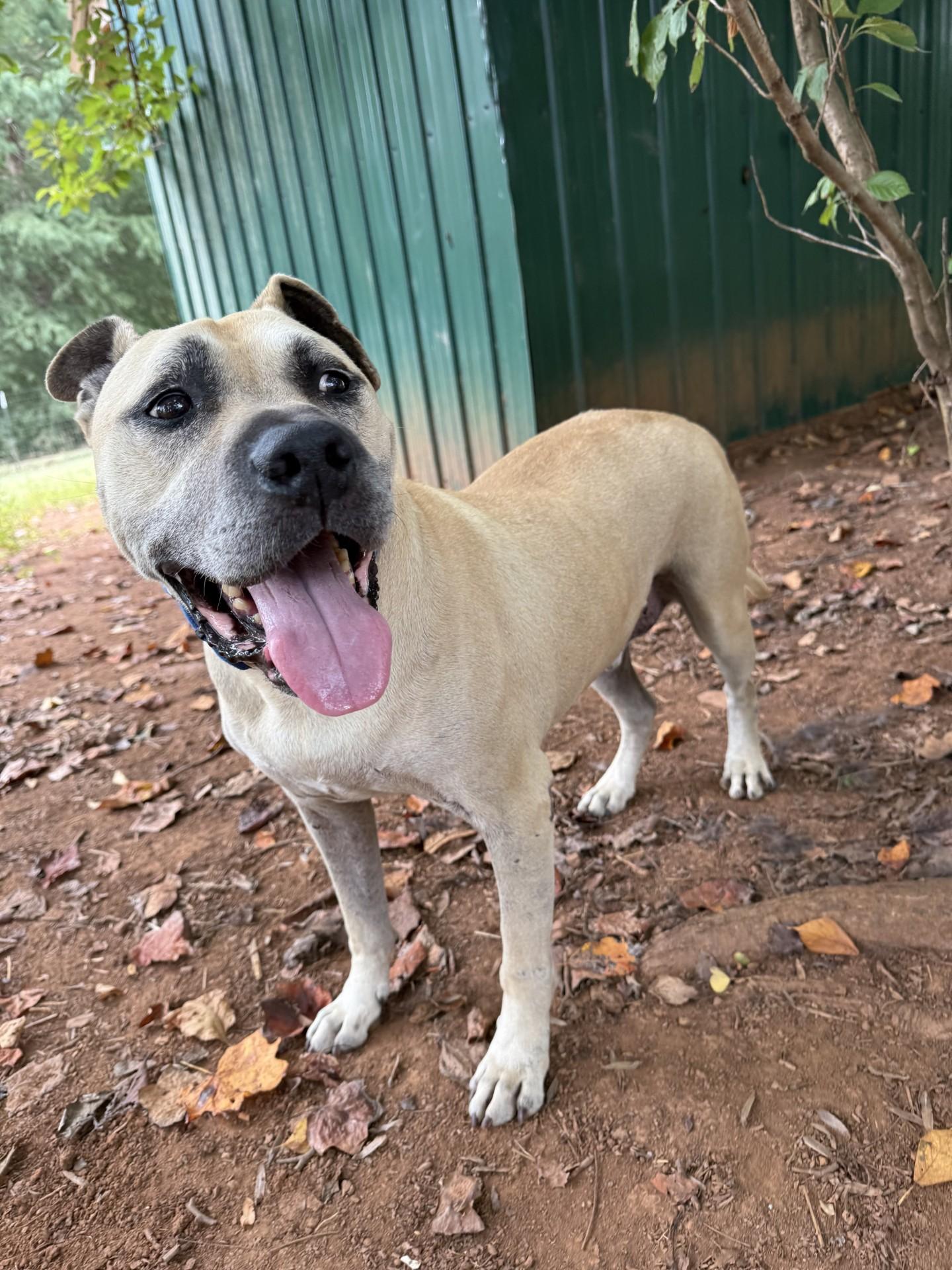 Enlarge Happy, a Adoptable mixed breed in Salisbury, NC image 1/4
