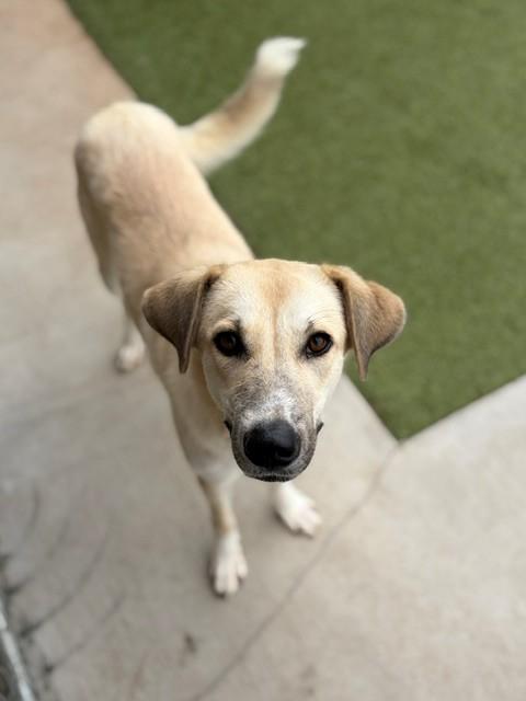 Daffodil, ADOPTABLE, Adult Female Great Pyrenees.