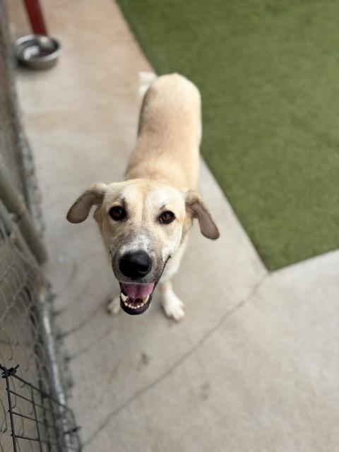 Daffodil, a ADOPTABLE mixed breed in Fayetteville, AR image 5/5