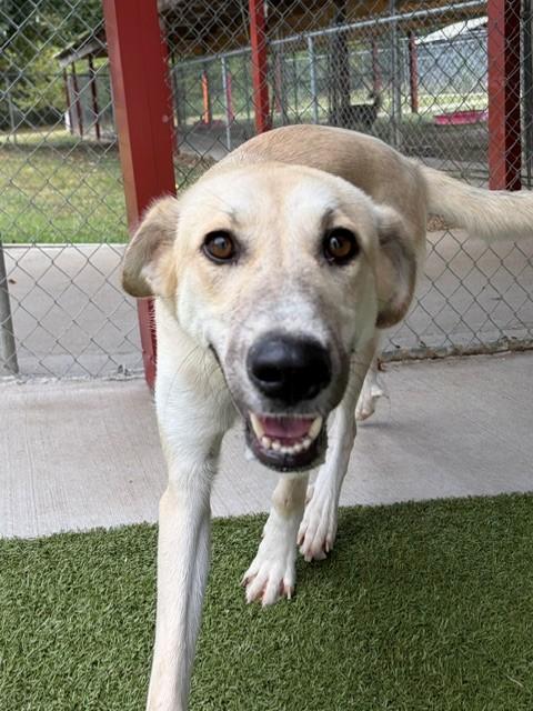 Daffodil, a ADOPTABLE mixed breed in Fayetteville, AR image 3/5