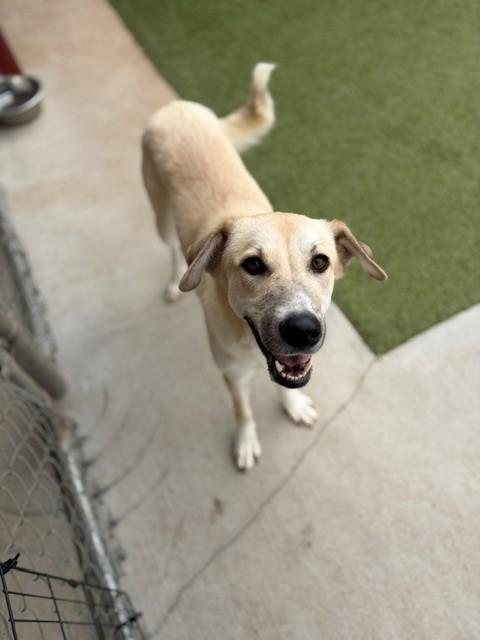 Daffodil, a ADOPTABLE mixed breed in Fayetteville, AR image 4/5