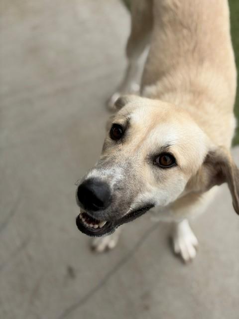 Daffodil, a ADOPTABLE mixed breed in Fayetteville, AR image 2/5