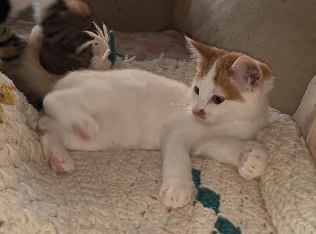 Enlarge Almond, a Adopted mixed breed in Owatonna, MN image 1/1