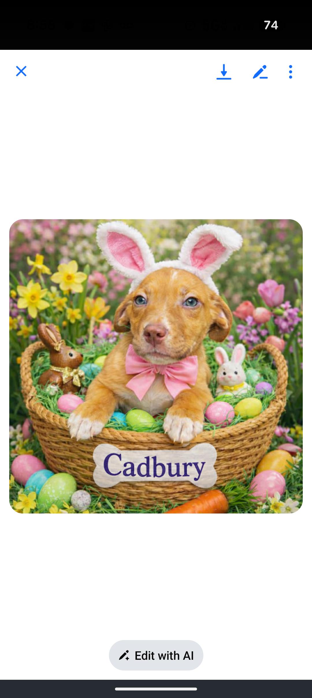 Enlarge CADBURY , a ADOPTABLE mixed breed in Browns Mills, NJ image 2/2
