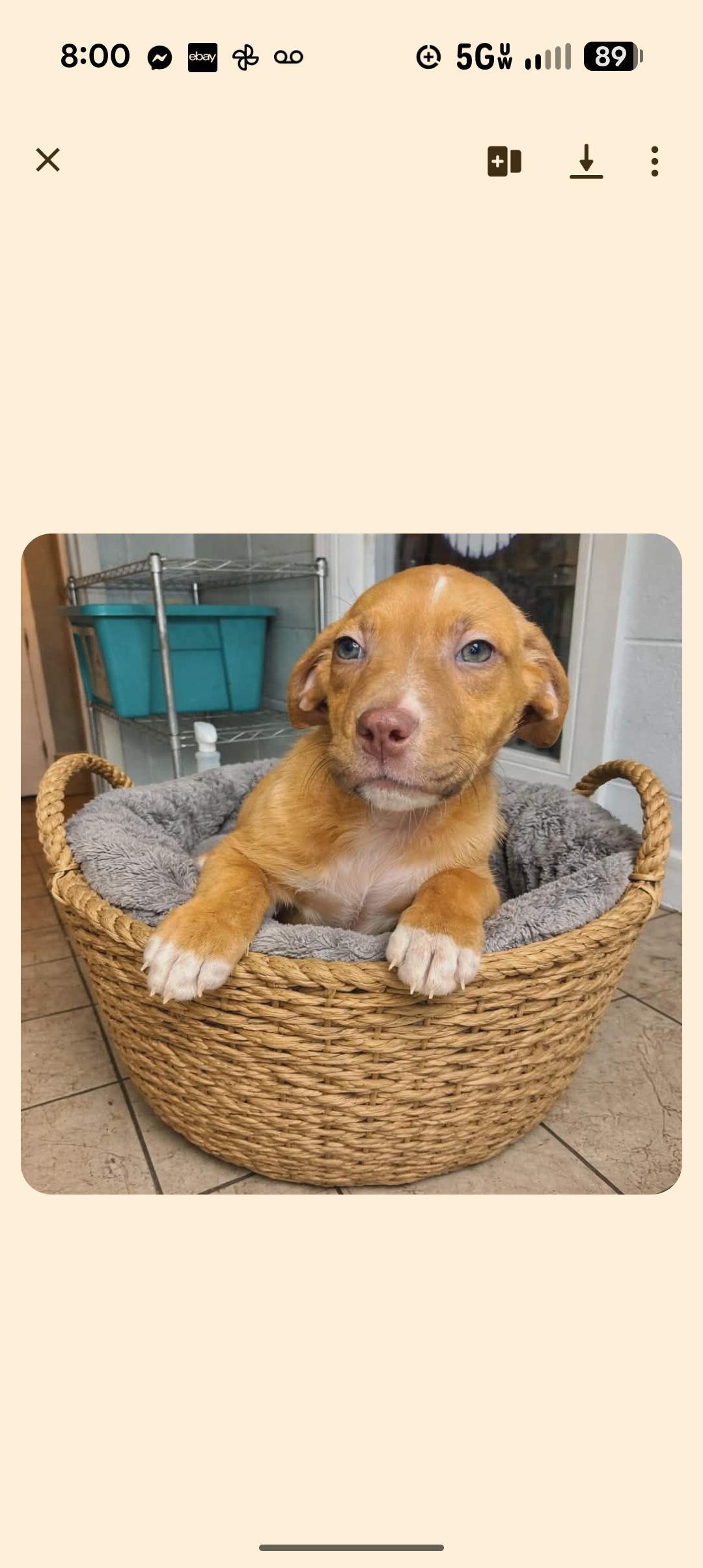 Enlarge CADBURY , a ADOPTABLE mixed breed in Browns Mills, NJ image 1/2