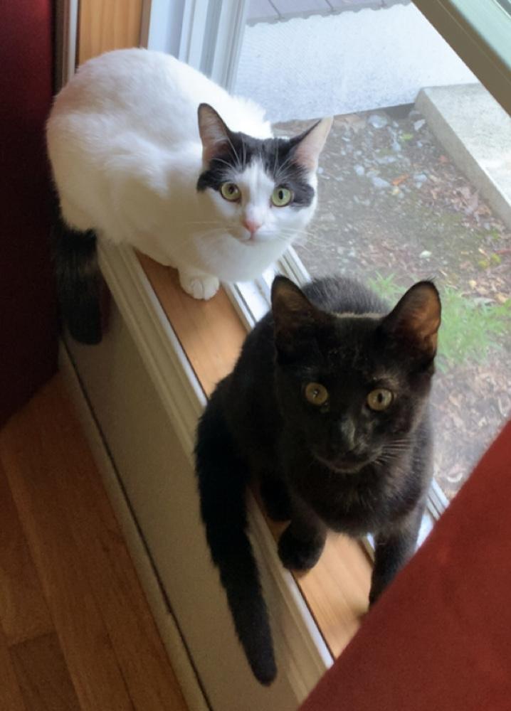 Skye and Sriracha, ADOPTABLE, Kitten Female Domestic Short Hair.