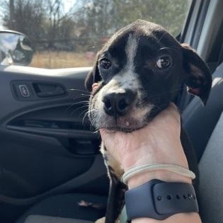 Enlarge Bowser, a ADOPTABLE mixed breed in Danbury, CT image 3/3