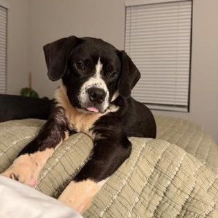 Enlarge Bowser, a ADOPTABLE mixed breed in Danbury, CT image 1/3