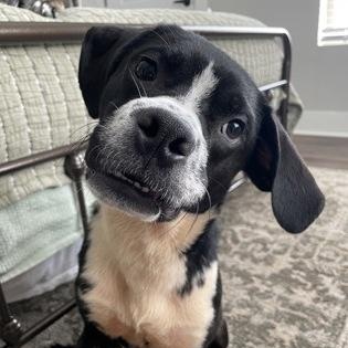 Enlarge Bowser, a ADOPTABLE mixed breed in Danbury, CT image 2/3