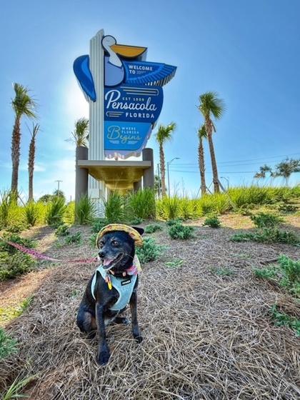 Enlarge Chiquita IN FOSTER, a Adoptable mixed breed in New Orleans, LA image 1/3