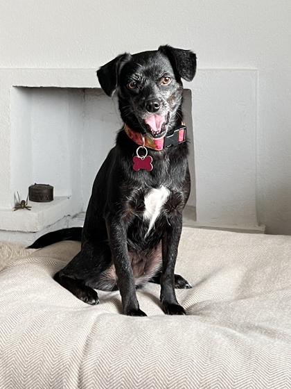 Enlarge Chiquita IN FOSTER, a Adoptable mixed breed in New Orleans, LA image 2/3