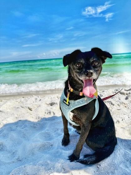 Enlarge Chiquita IN FOSTER, a Adoptable mixed breed in New Orleans, LA image 3/3