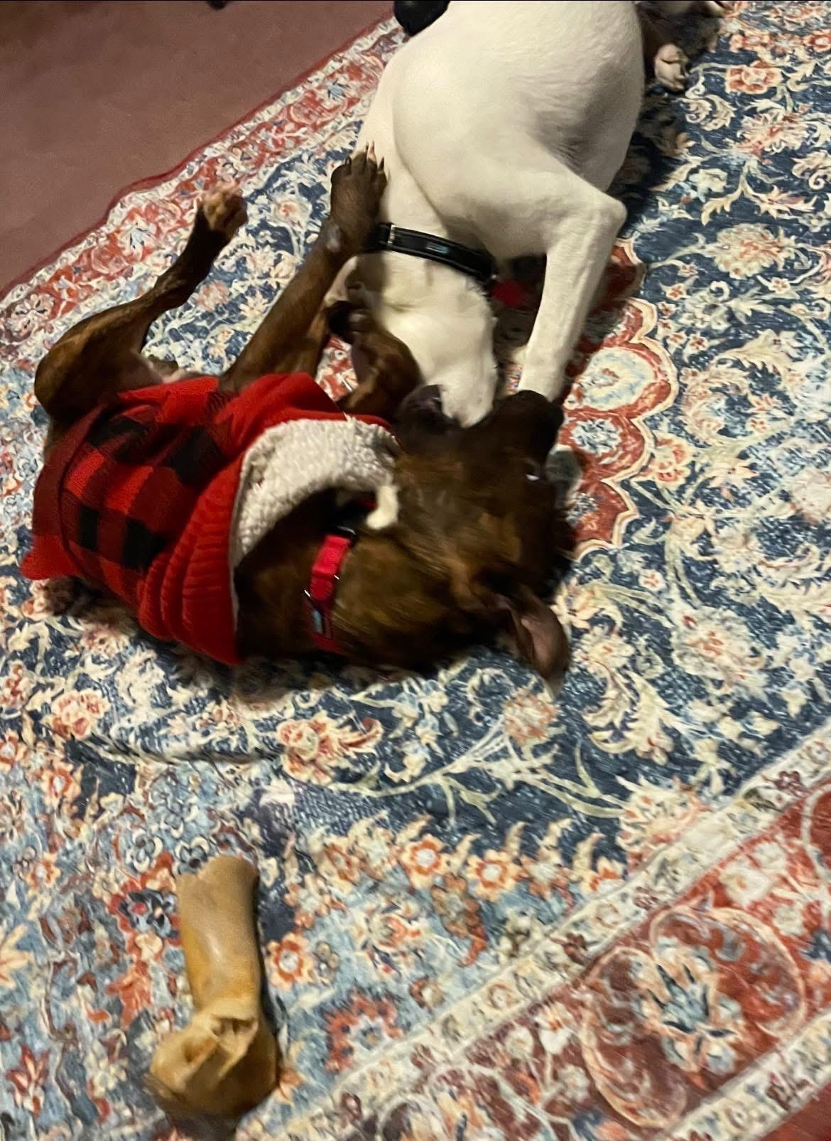 Enlarge Remi, a Adoptable mixed breed in Inez, TX image 4/6