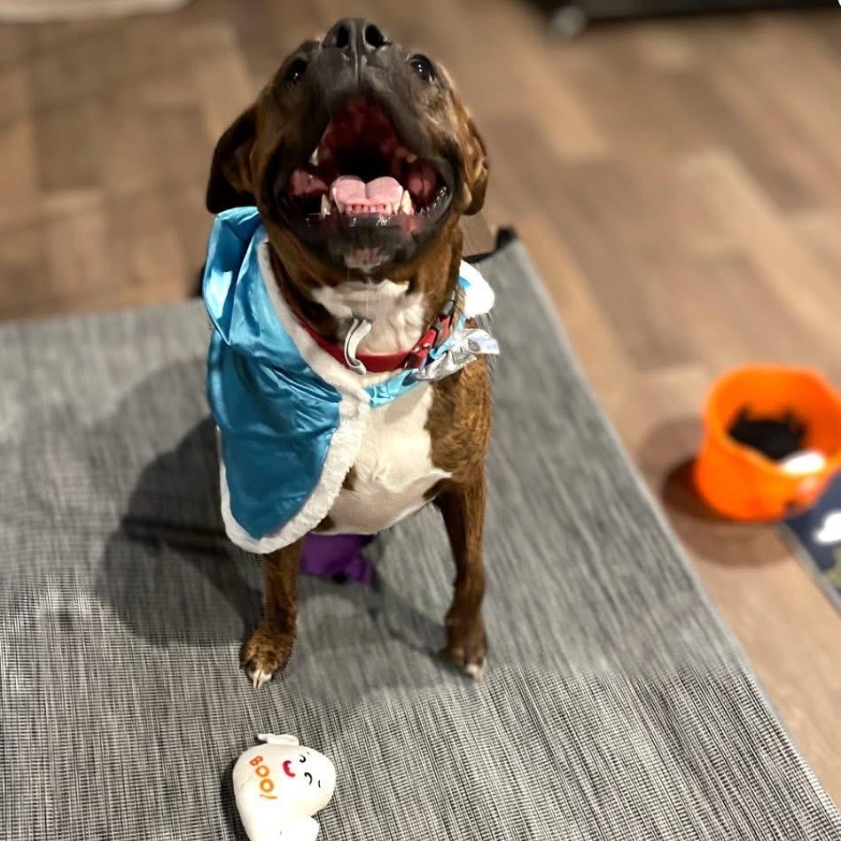 Enlarge Remi, a Adoptable mixed breed in Inez, TX image 1/6