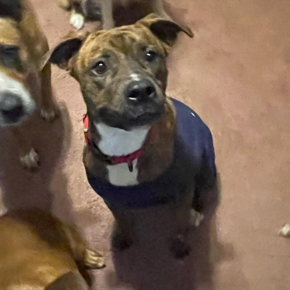 Enlarge Remi, a Adoptable mixed breed in Inez, TX image 3/6