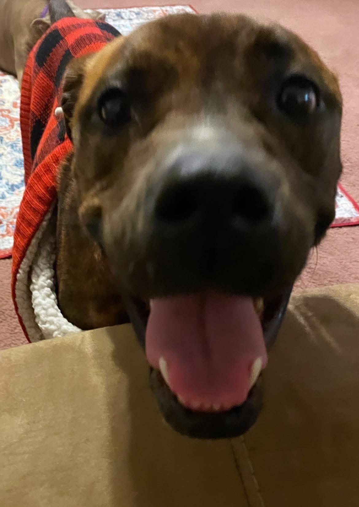 Enlarge Remi, a Adoptable mixed breed in Inez, TX image 5/6