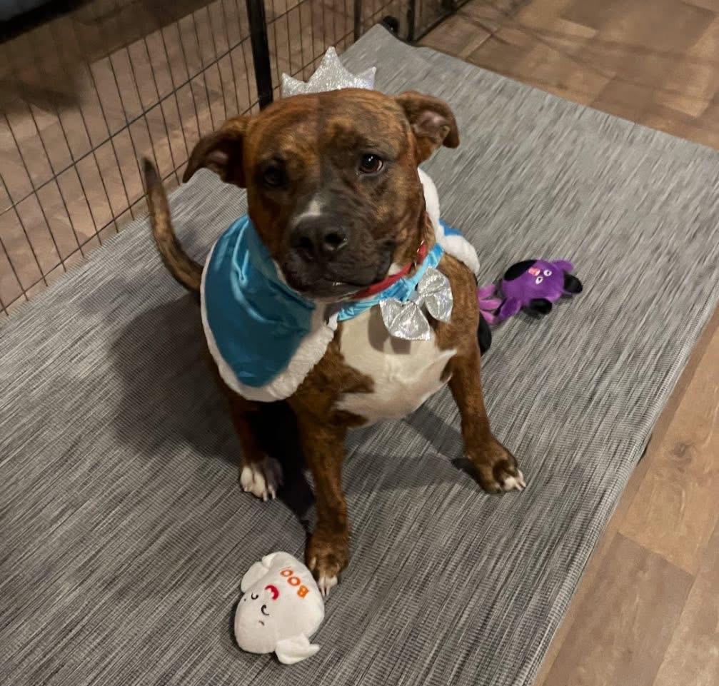 Enlarge Remi, a Adoptable mixed breed in Inez, TX image 6/6