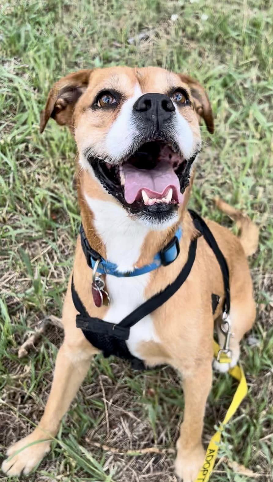 Enlarge Little Joe, a Adopted Boxer in Dumont, CO image 2/2