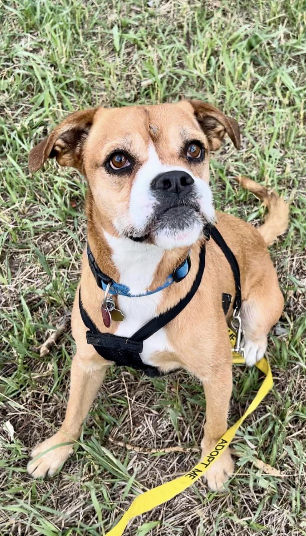 Little Joe, Adopted, Adult Male Boxer.