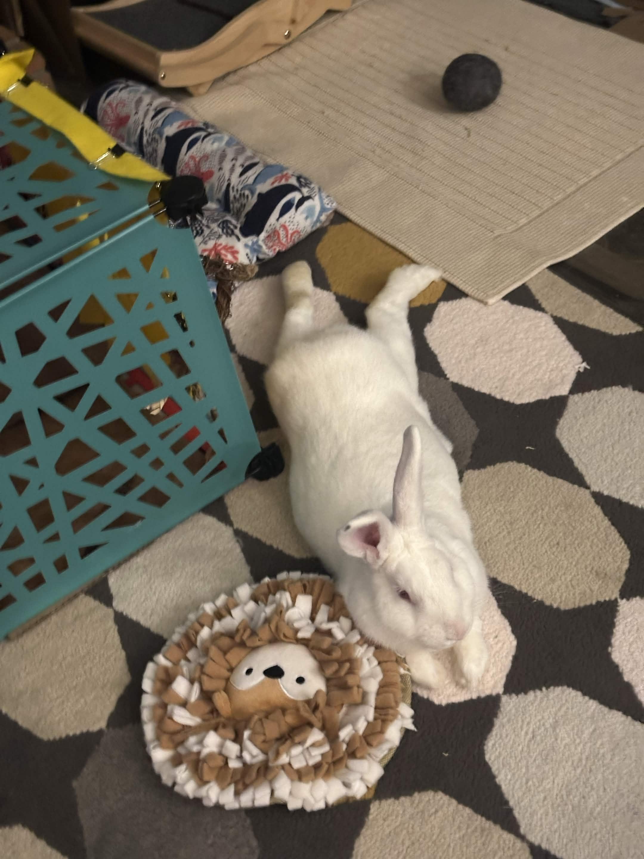Enlarge Skip, a Adoptable New Zealand in Ames, IA image 2/4