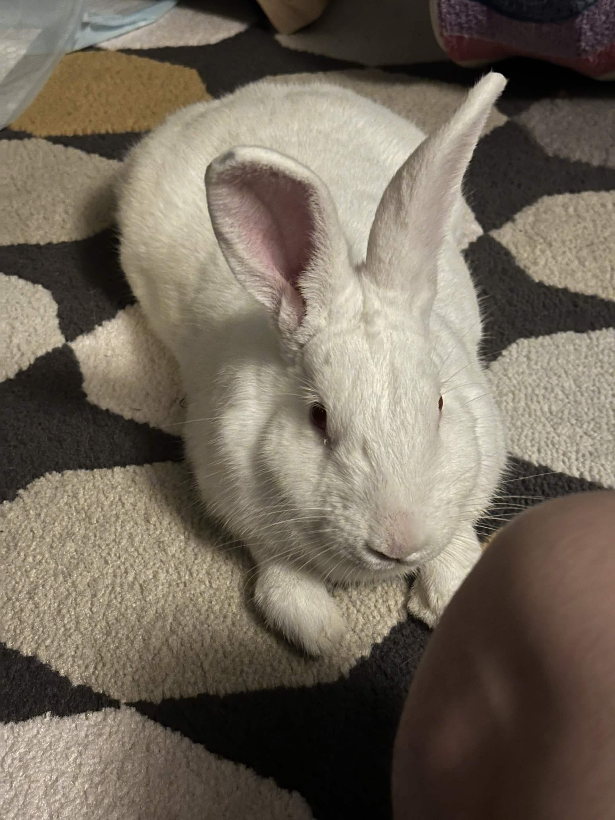 Skip, Adoptable, Young Male New Zealand.