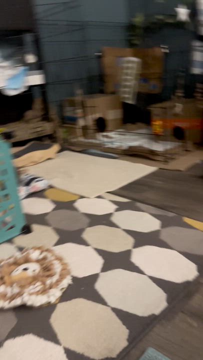 Enlarge Skip, a Adoptable New Zealand in Ames, IA video 4/4