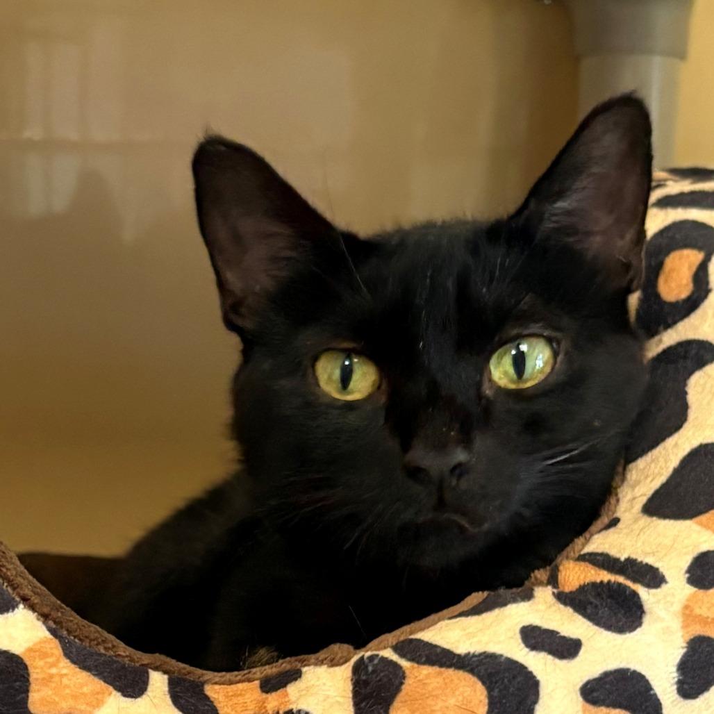 Sodium, Adoptable, Adult Female Domestic Short Hair.