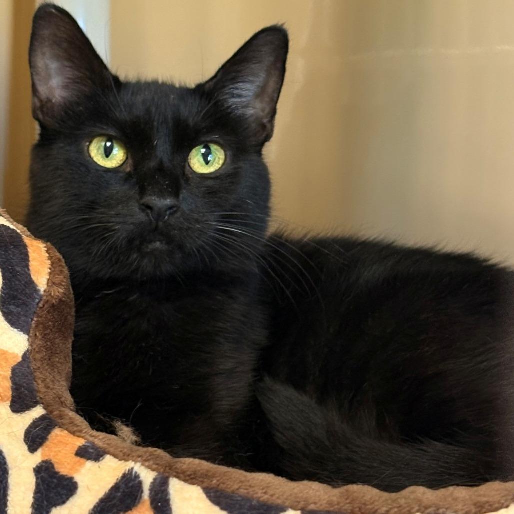 Enlarge Sodium, a Adoptable Domestic Short Hair in East Hanover, NJ image 2/3