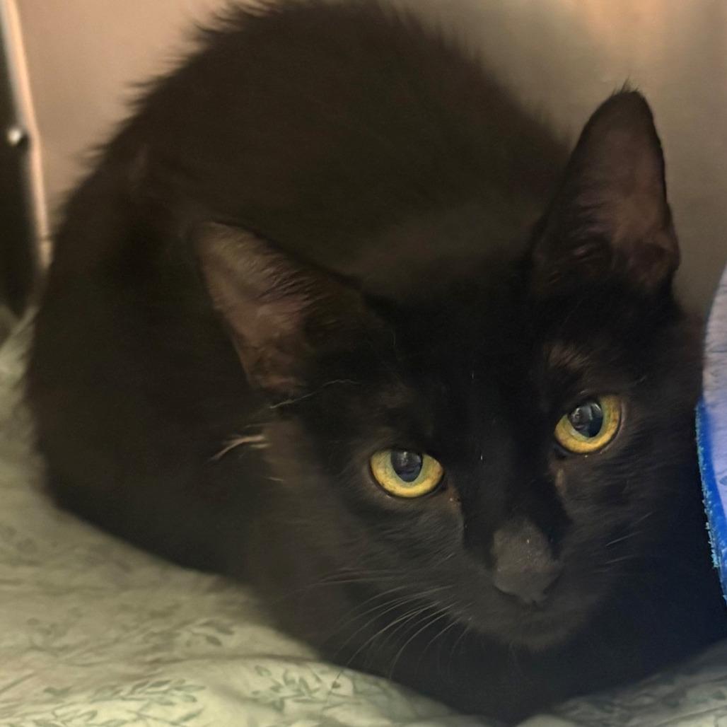 Enlarge Sodium, a Adoptable Domestic Short Hair in East Hanover, NJ image 3/3