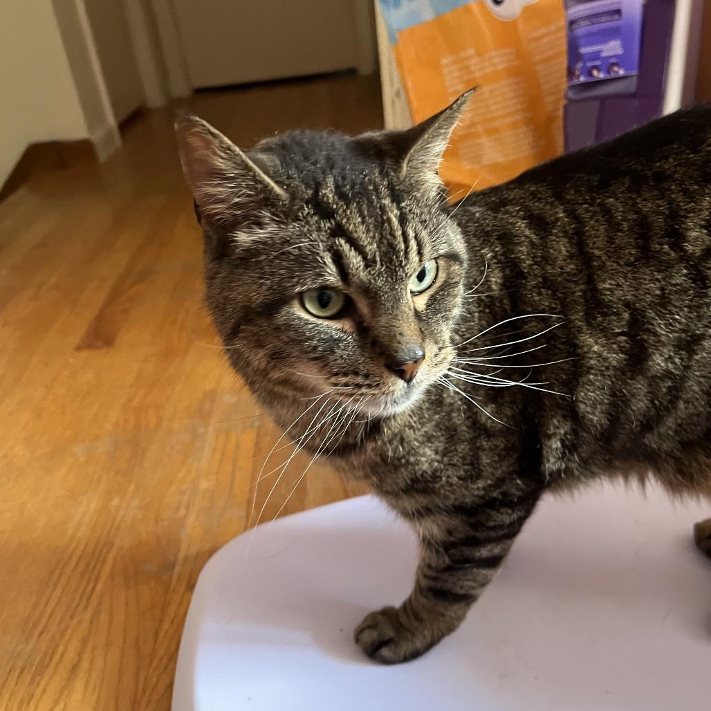 Tigger- In Foster, Adoptable, Senior Male Domestic Short Hair.