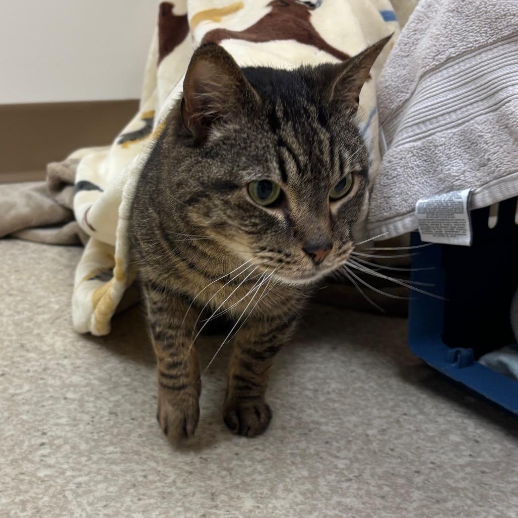 Enlarge Tigger- In Foster, a Adoptable Domestic Short Hair in Springfield, MA image 2/6