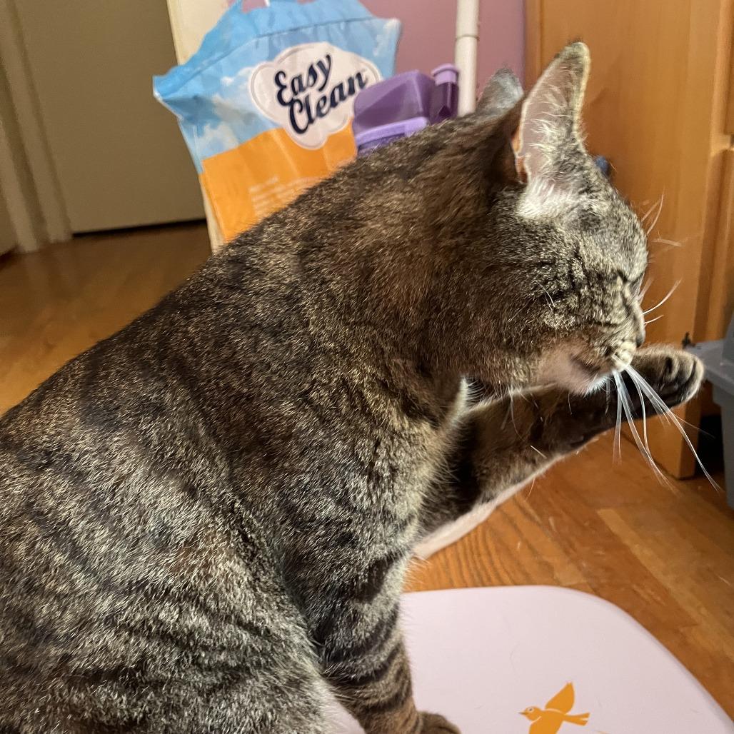 Enlarge Tigger- In Foster, a Adoptable Domestic Short Hair in Springfield, MA image 3/6