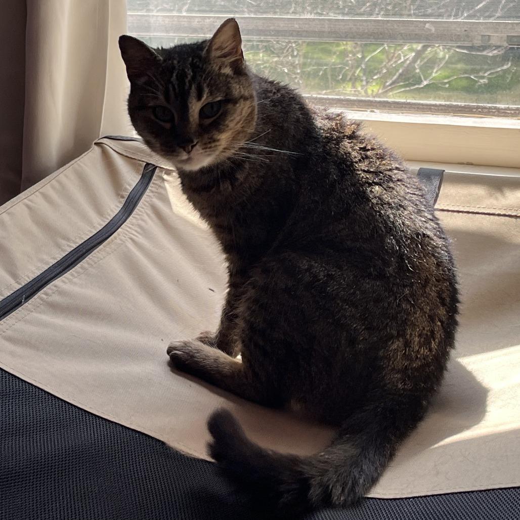 Enlarge Tigger- In Foster, a Adoptable Domestic Short Hair in Springfield, MA image 4/6