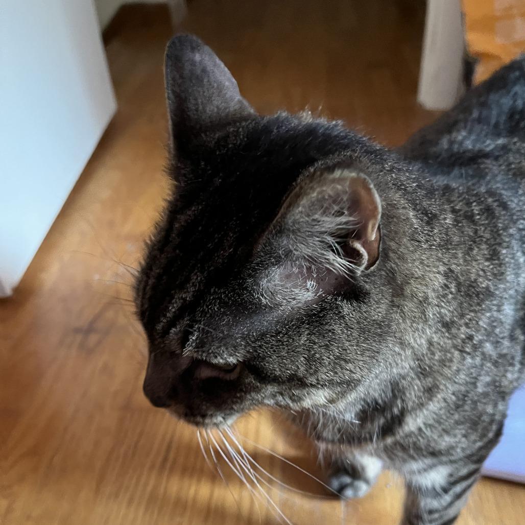 Enlarge Tigger- In Foster, a Adoptable Domestic Short Hair in Springfield, MA image 5/6