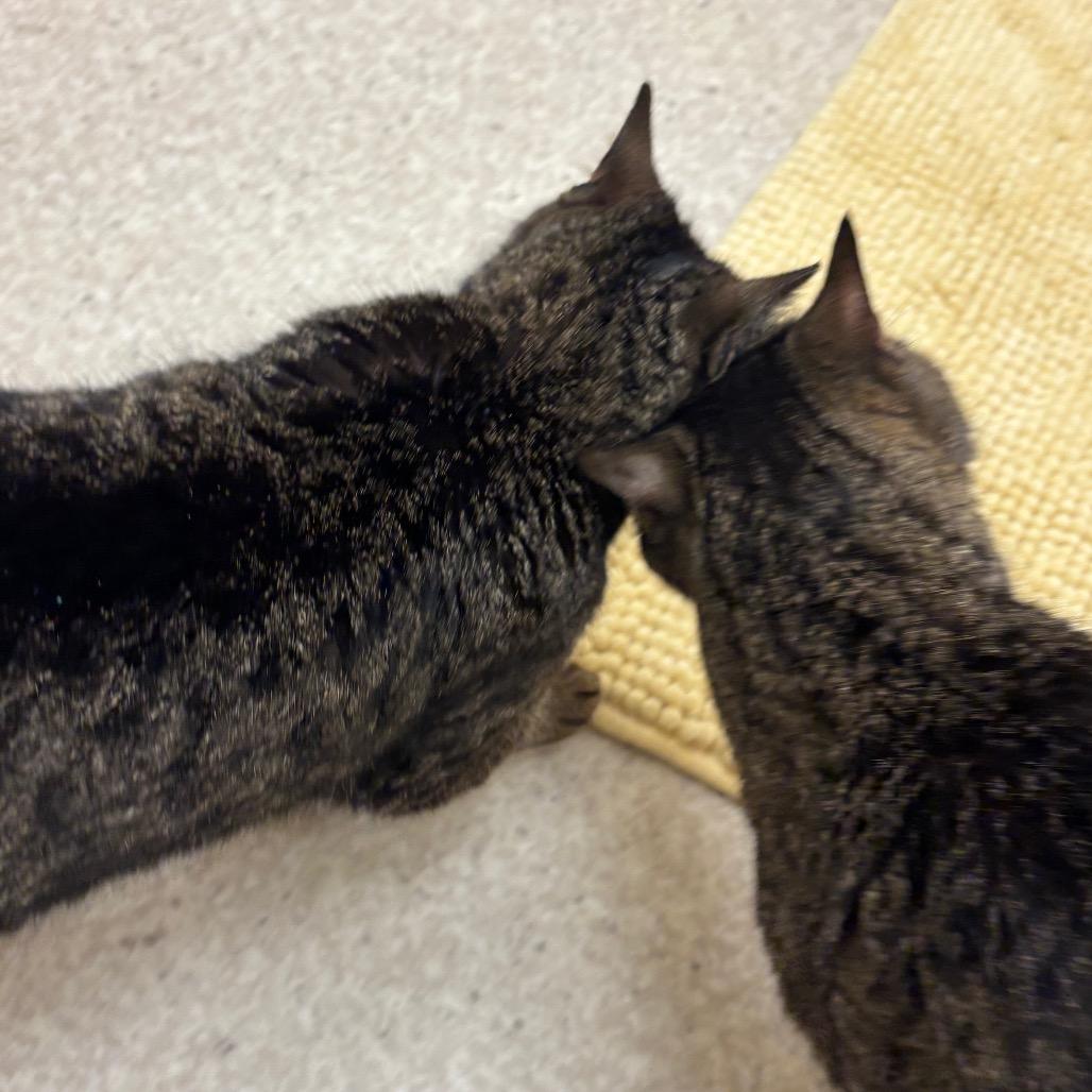 Enlarge Tigger- In Foster, a Adoptable Domestic Short Hair in Springfield, MA image 6/6