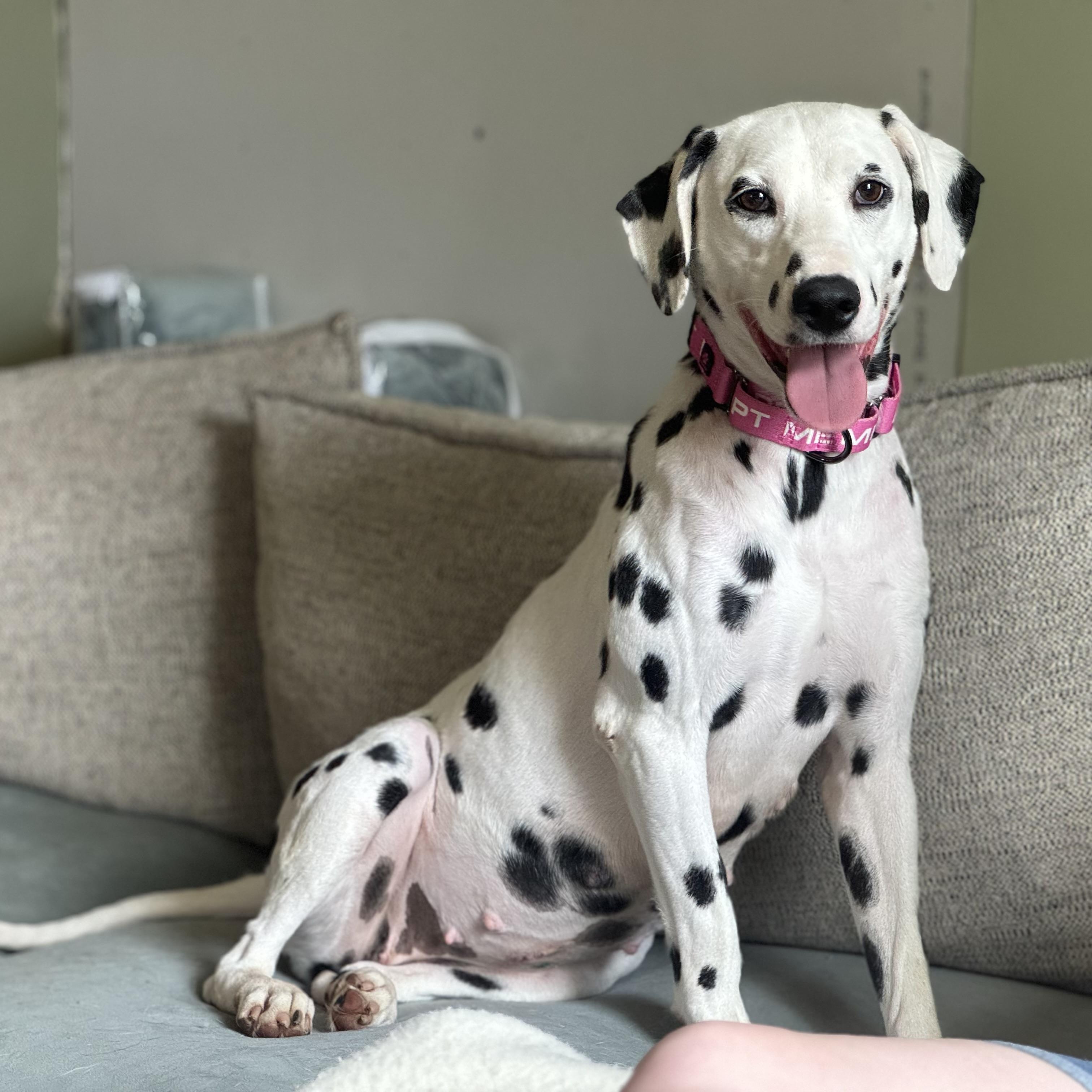 Dalmatians for Adoption in Warren, Michigan | Petfinder