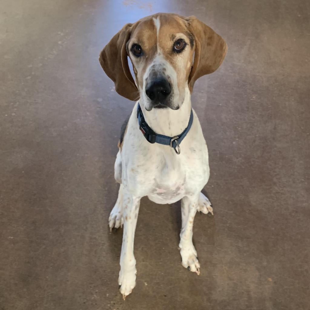 Skitter — thumbnail 2